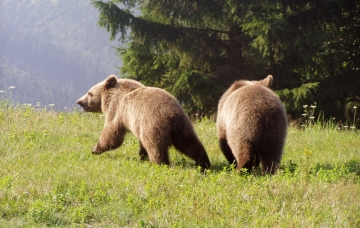 pobíhající Medvědi na Javorníčku, foto František Šulgan