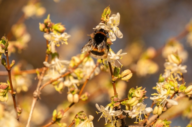 blossoms-4027793_1280