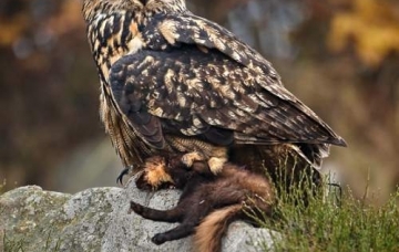 Eurasian eagle-owl, Bubo bubo1