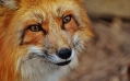 red-fox-1310826_960_720