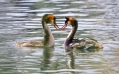 grebes-7875739_1280