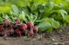 2279garden_radish_7300875_1280.jpg