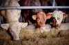 348cows_5622906_1280.jpg