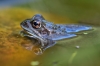 common-frog-5014139_1920