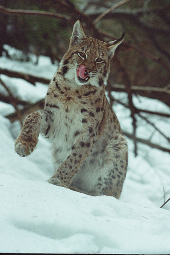 10 | Život velkých šelem v zimě 2016