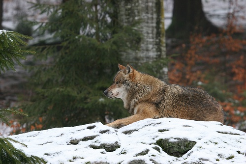 9 | Život velkých šelem v zimě 2016