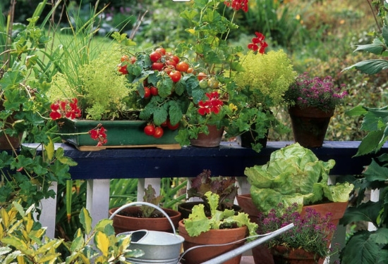 7859zaznam cele obrazovky 25.8.2025 143523.bmp | Vlastní pěstování jako cesta k udržitelnosti 