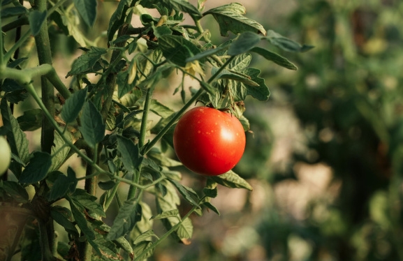 798zaznam cele obrazovky 25.8.2025 143238.bmp | Vlastní pěstování jako cesta k udržitelnosti 