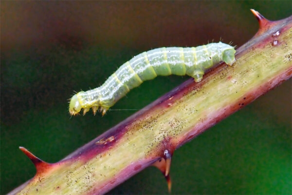 848housenka pidalky fot shutterstock 1021024810 autor ox karo 600x400 2 | Klimatická změna a vliv na populaci ptáků