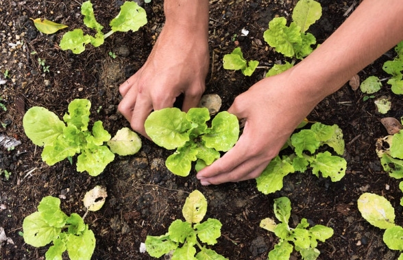 9676zaznam cele obrazovky 25.8.2025 143649.bmp | Vlastní pěstování jako cesta k udržitelnosti 
