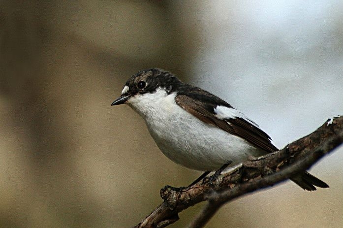 9939lejsek cernohlavy 1 1 | Klimatická změna a vliv na populaci ptáků
