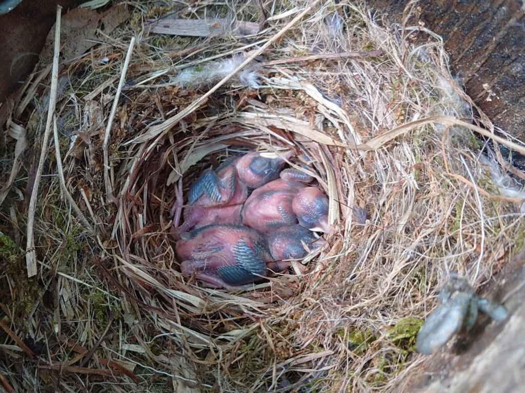 9987dsc 1129 2 1 | Klimatická změna a vliv na populaci ptáků