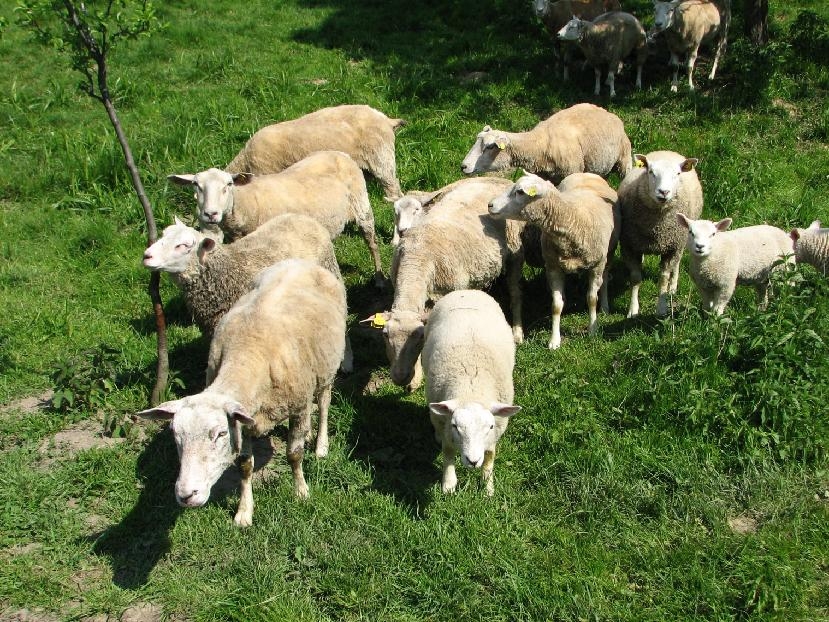 193stazeny soubor 4 | GoNATURE/ V souladu s přírodou