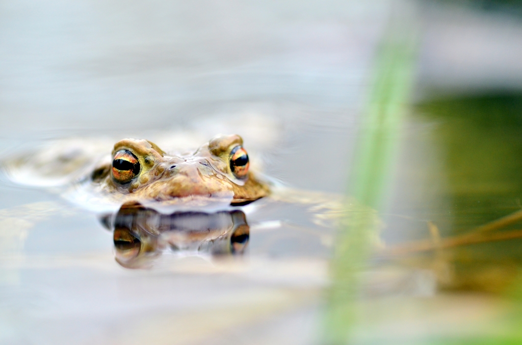 2165ropucha obecna | Jarní příběh - Ropucha obecná - 2020