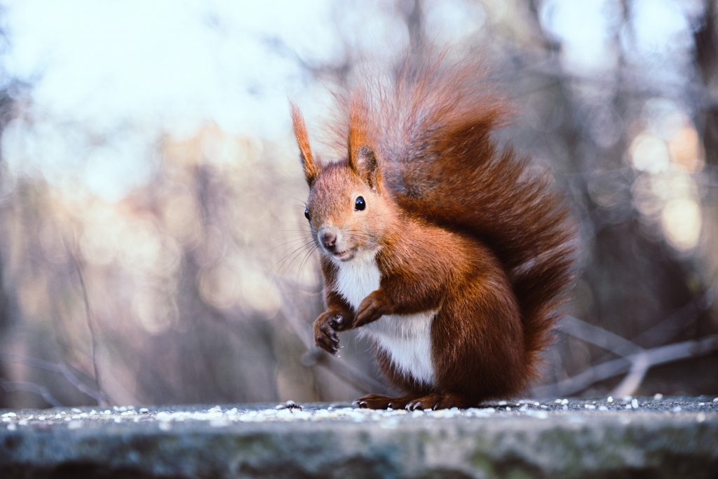 23 | Zimní příběh - Ze života veverky
