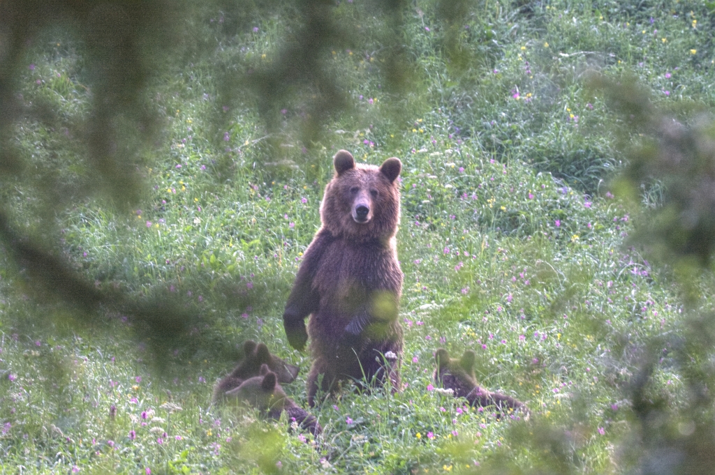 3624img 1564 | Přednáška o medvědech s RNDr. Michalem Kalašem