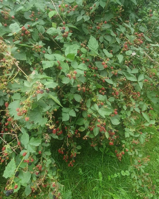 4917453231844 992155946248012 1401698395250616895 n | Akce pro veřejnost - Přírodní zahrady