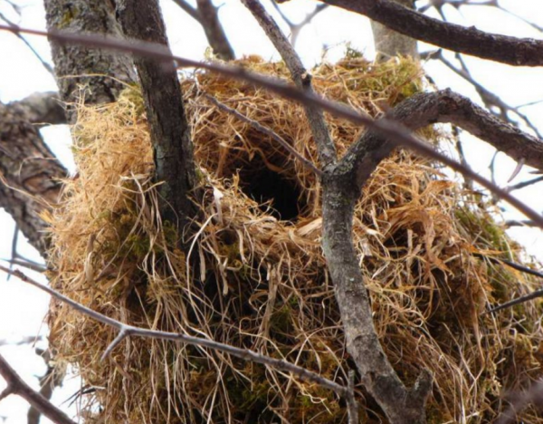 | Zimní příběh - Ze života veverky