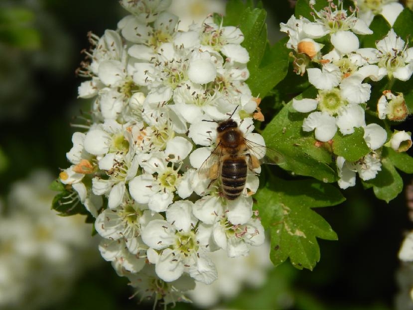 678stazeny soubor 2 | GoNATURE/ V souladu s přírodou