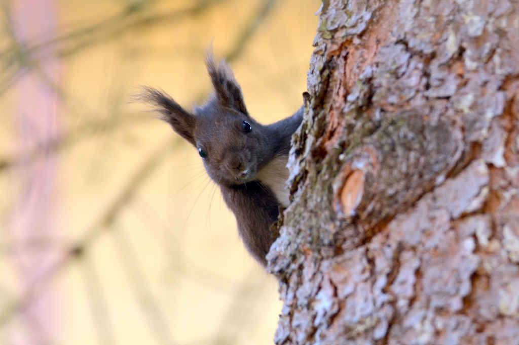 84 | Klenoty naši přírody- Příroda Beskyd