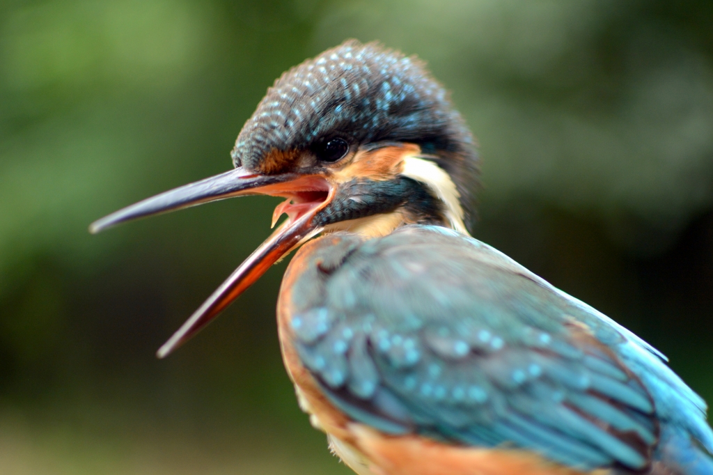 86 | Klenoty naši přírody- Příroda Beskyd