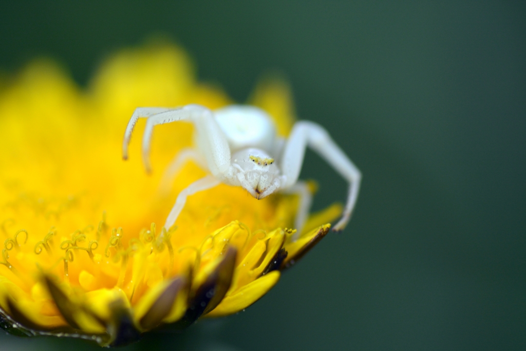 88 | Klenoty naši přírody- Příroda Beskyd