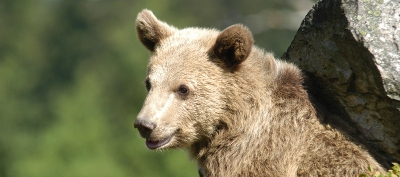 medved 03 k broz | Úvod